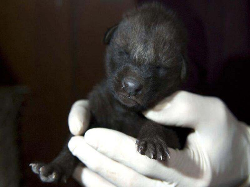 Black Wolf Pup — Calm