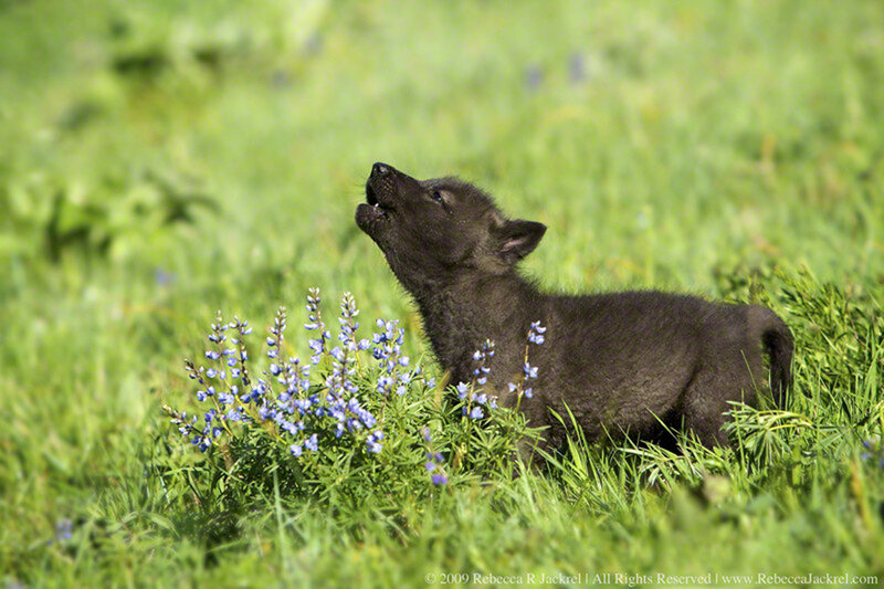 Black Wolf Pup — Green, Natural