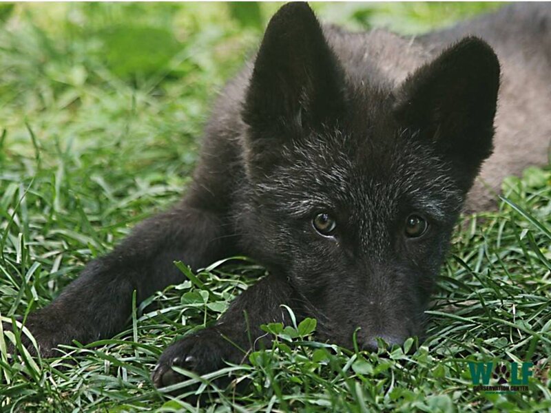 Black Wolf Pup — Green