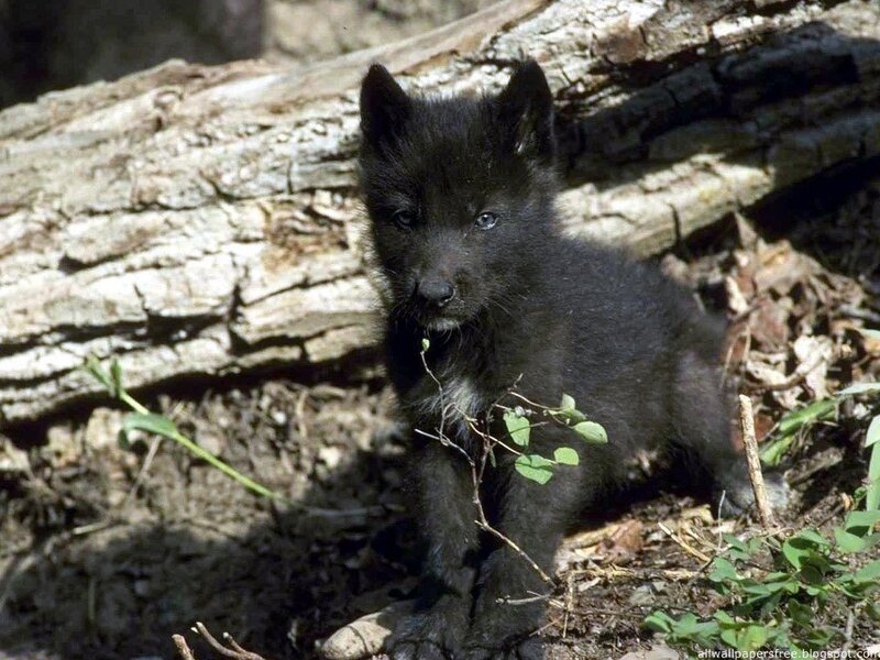 Black Wolf Pup — Natural