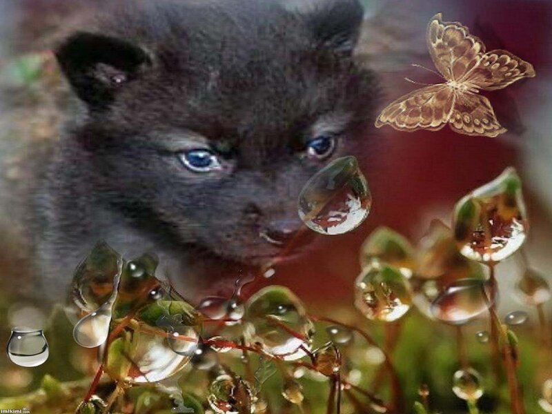 Black Wolf Pup — Serene