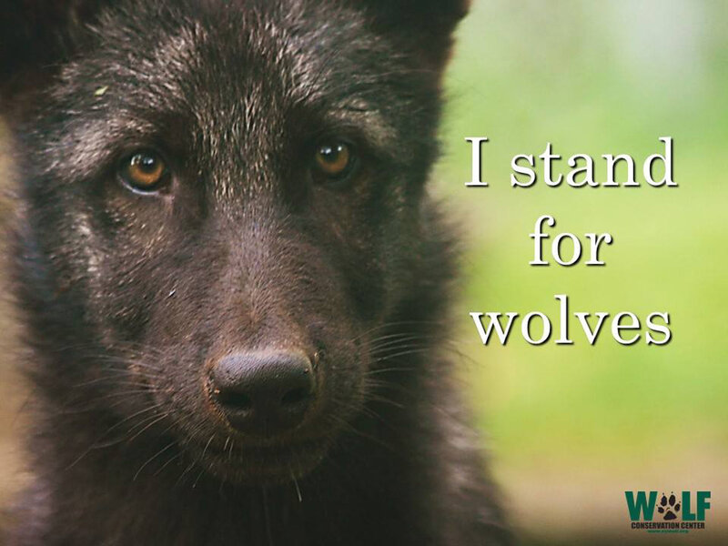 Black Wolf Pup — Serious