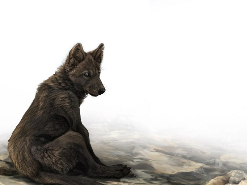 Black Wolf Pup