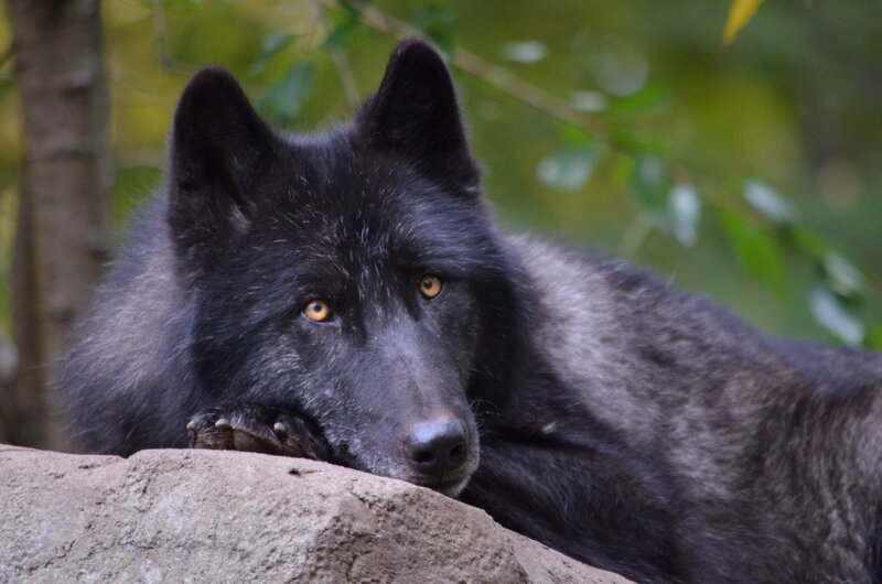 Black Wolf Resting — Calm, Afternoon