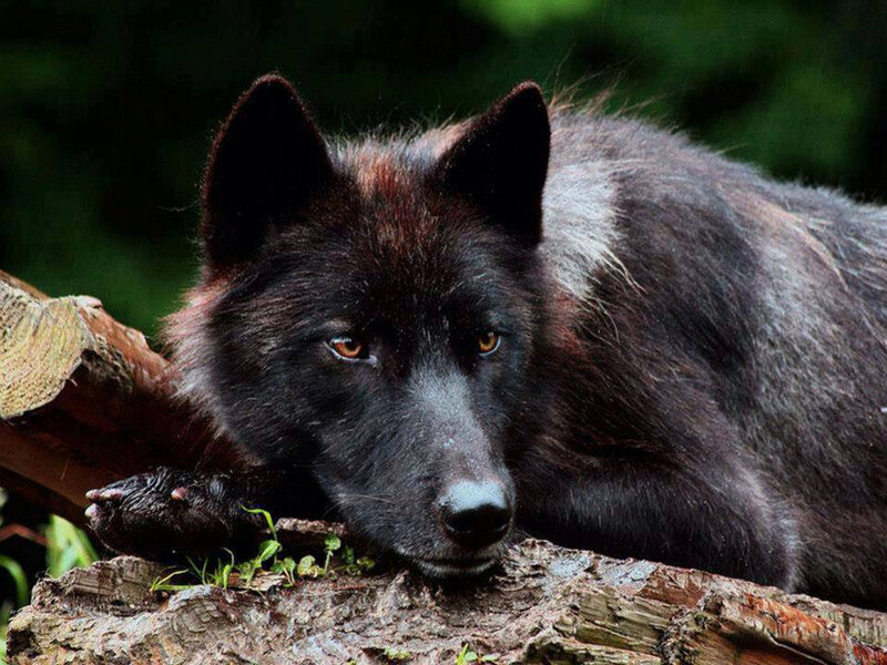 Black Wolf Resting — Calm, Photograph