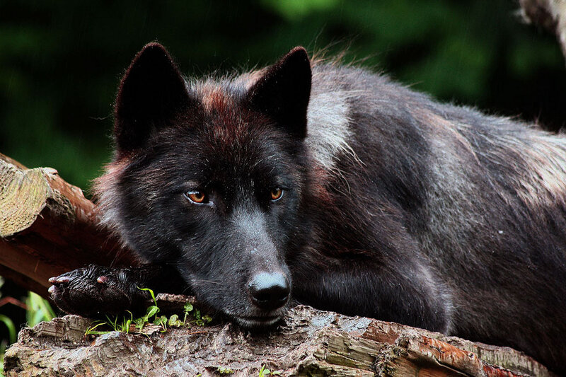 Black Wolf Resting — Calm