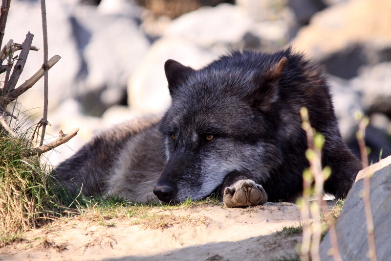 Black Wolf Resting