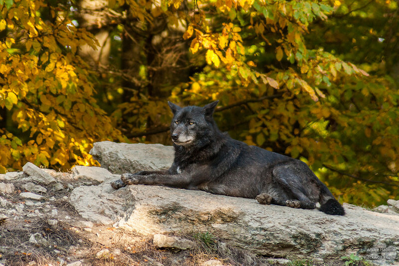 Black Wolf Resting — Yellow