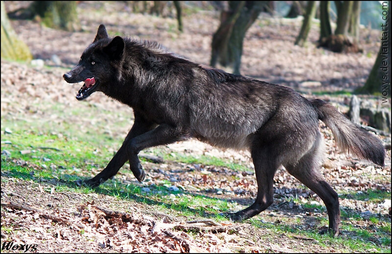 Black Wolf Running — Active