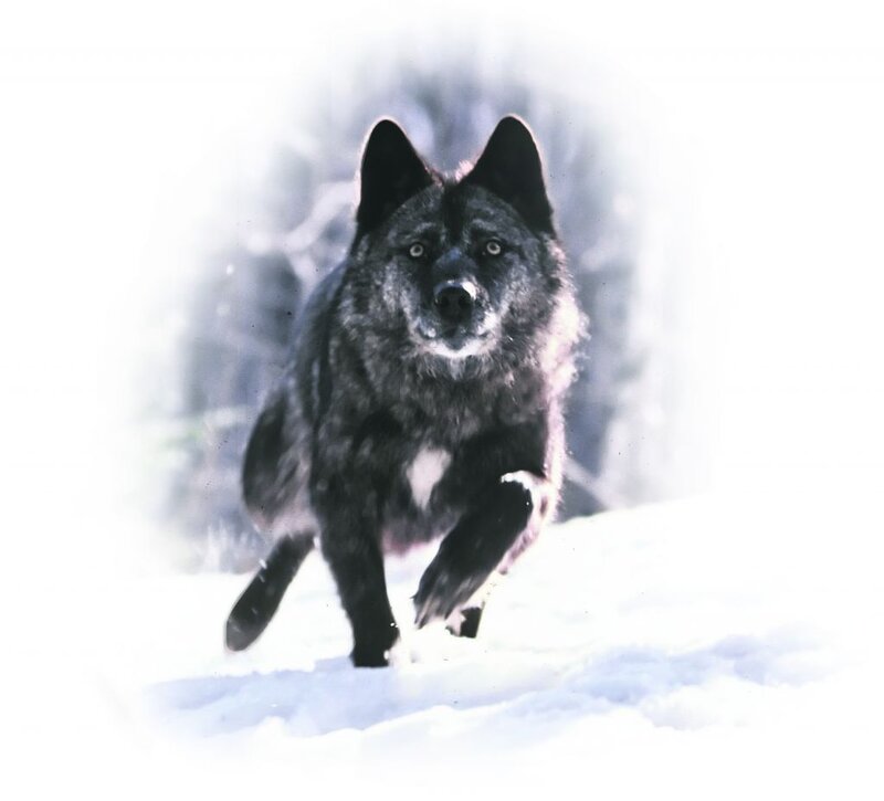 Black Wolf Running