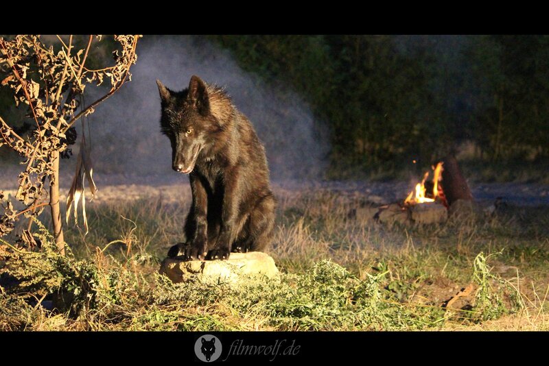 Black Wolf Sitting — Dramatic