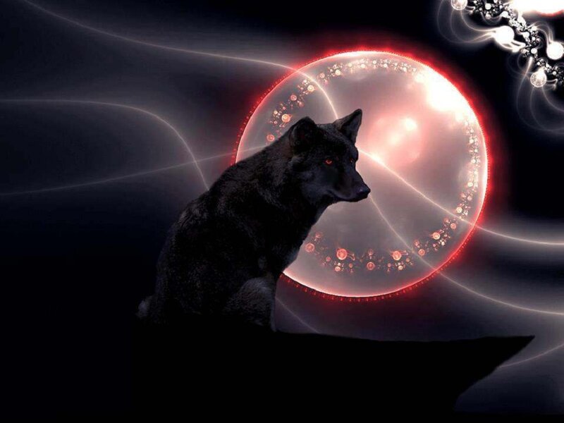 Black Wolf Sitting