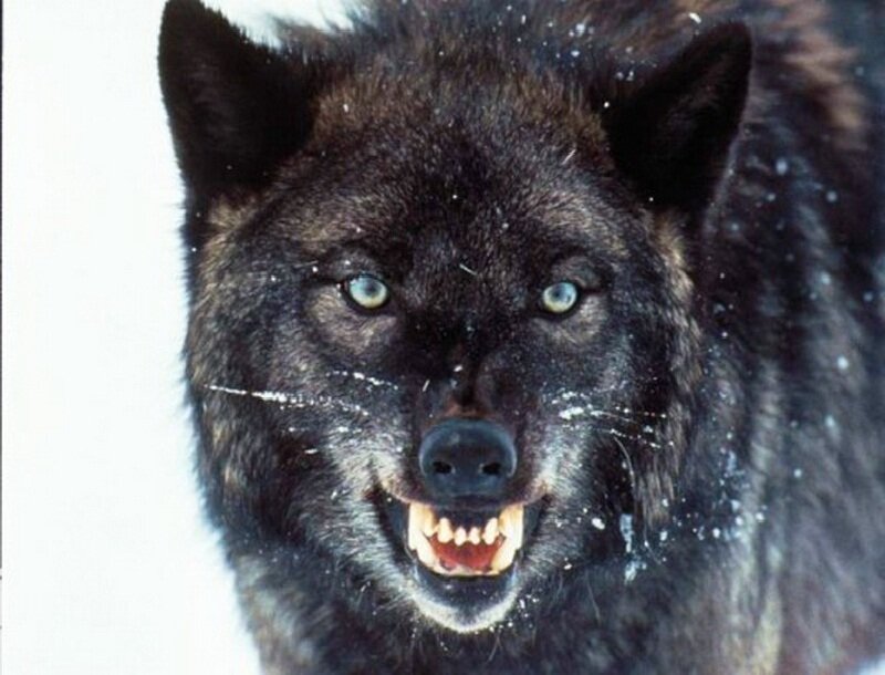 Black Wolf Snarling — Aggressive