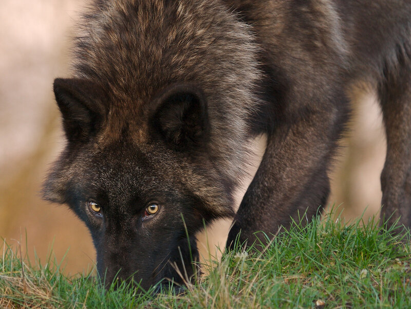 Black Wolf Sniffing Grass