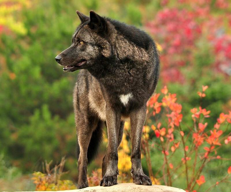 Black Wolf Standing — Alert, Autumn