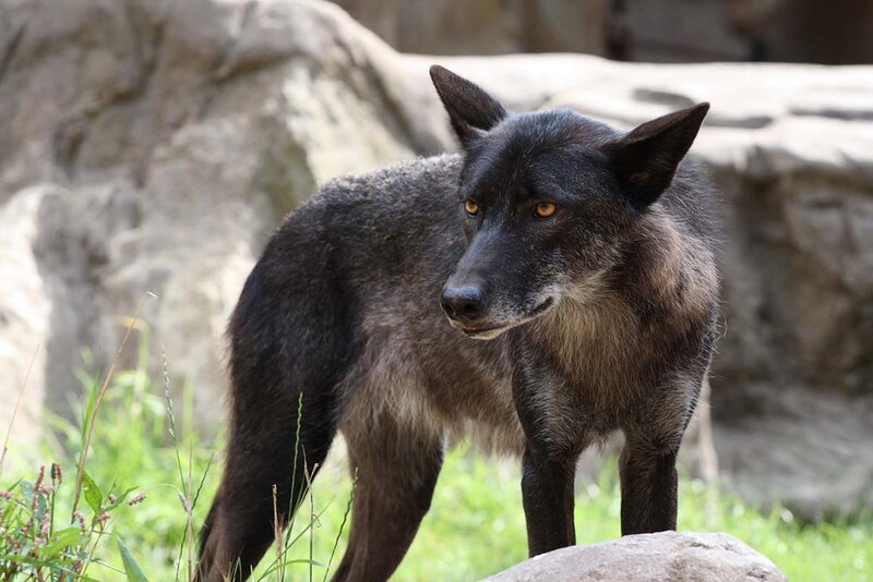 Black Wolf Standing — Alert
