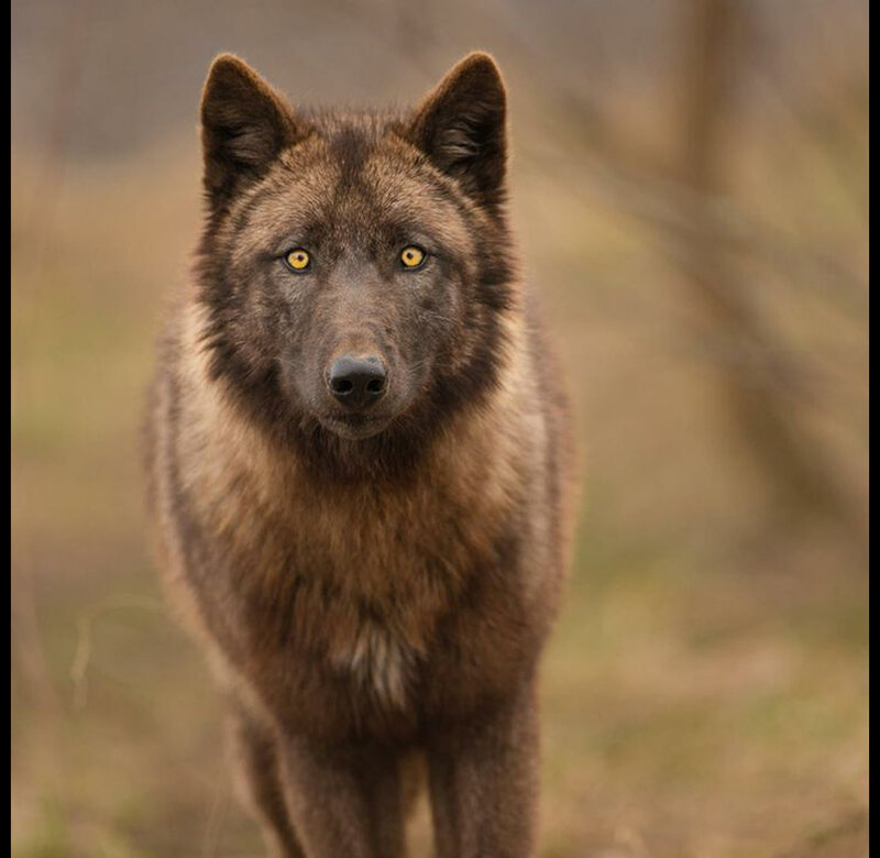 Black Wolf Standing — Brown, Alert