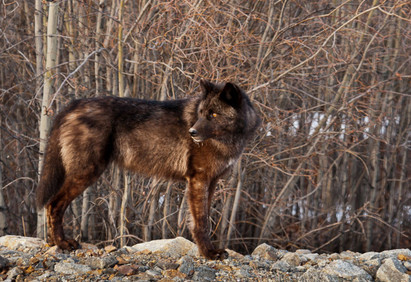 Black Wolf Standing — Brown