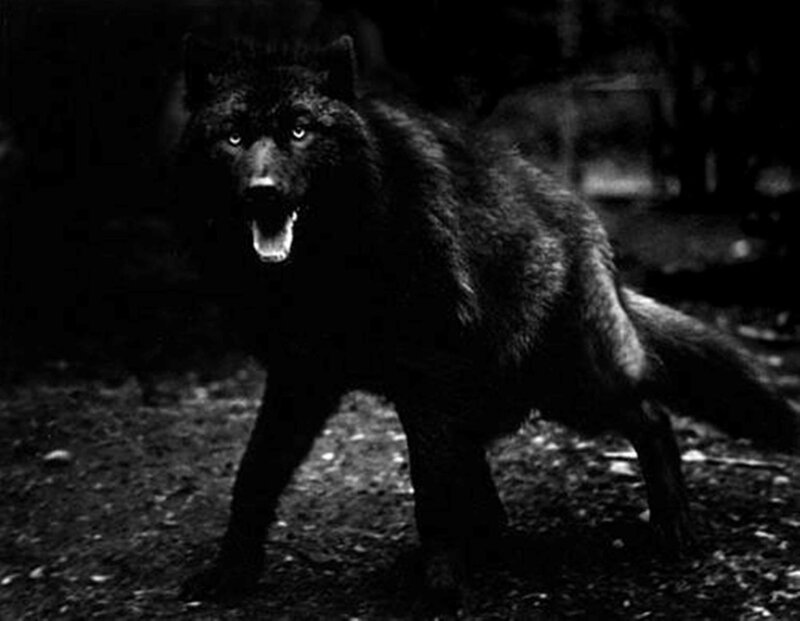 Black Wolf Standing — Dramatic