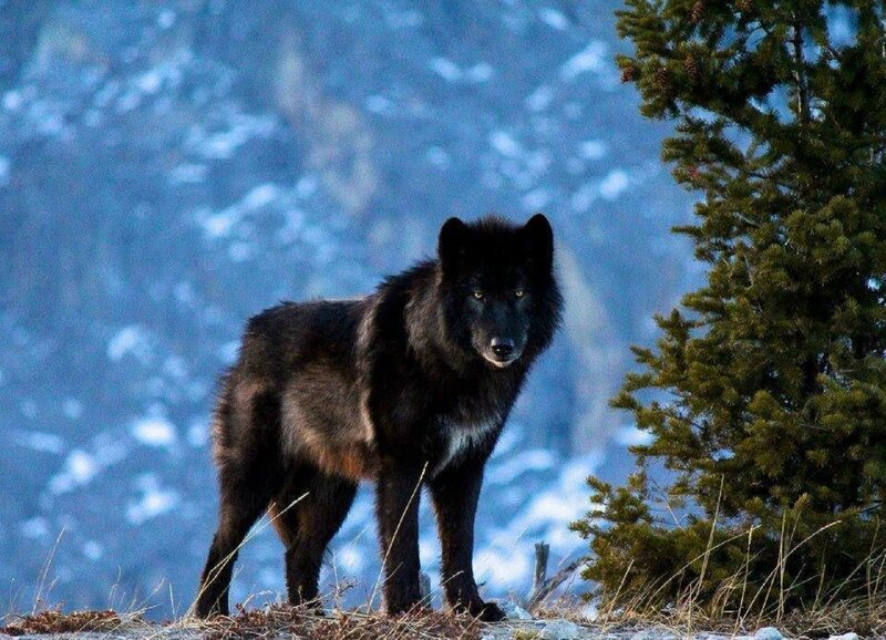 Black Wolf Standing — Dramatic, Winter