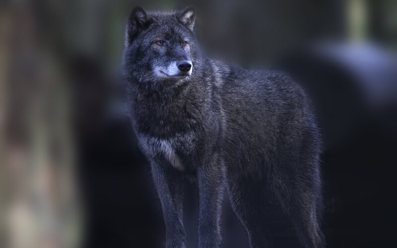 Black Wolf Standing — Gray, Alert, Night, Photograph