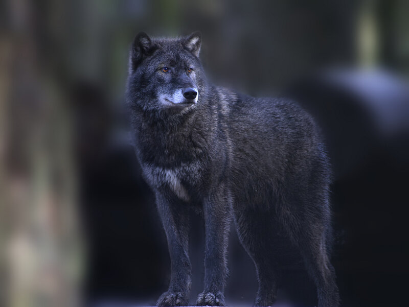 Black Wolf Standing — Gray, Alert, Night
