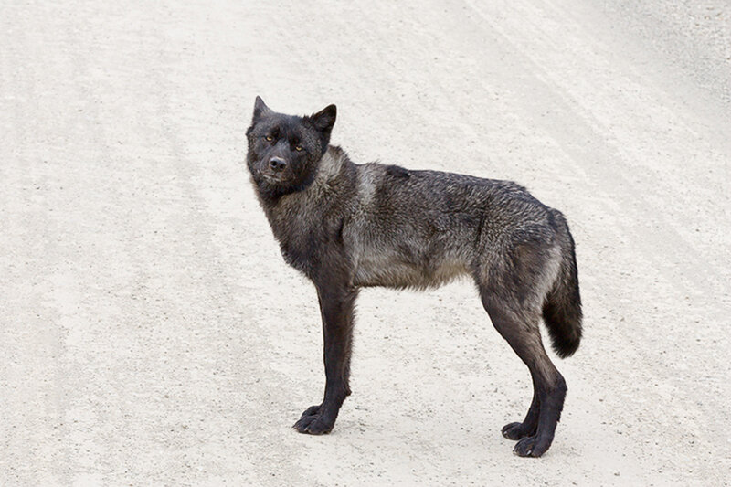 Black Wolf Standing — Gray, Neutral