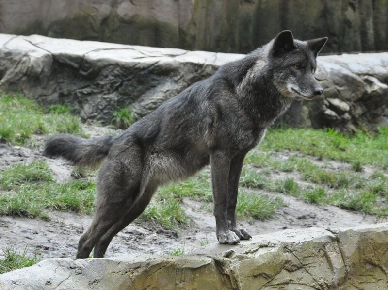 Black Wolf Standing — Gray