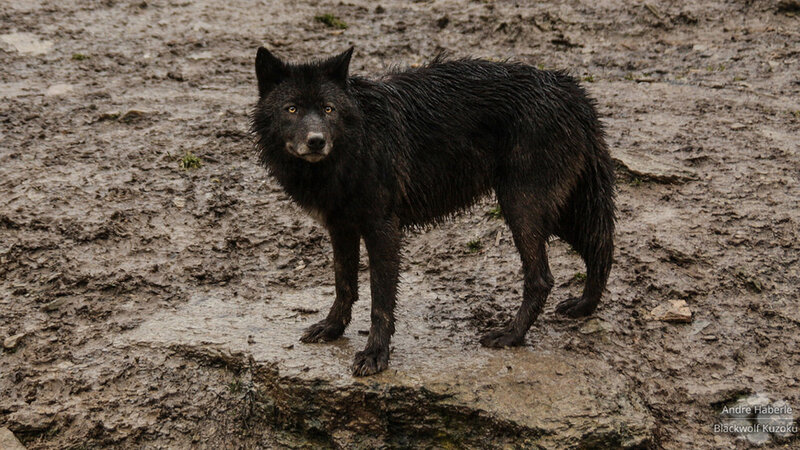 Black Wolf Standing — Natural