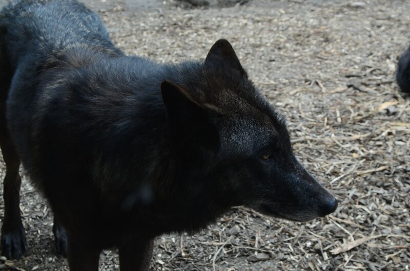 Black Wolf Standing — Neutral, Afternoon
