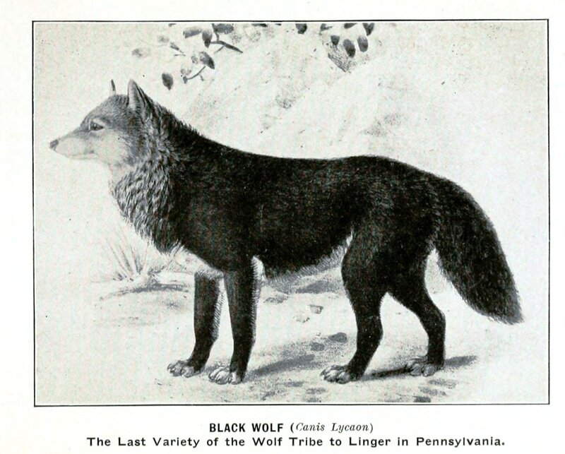 Black Wolf Standing — Neutral