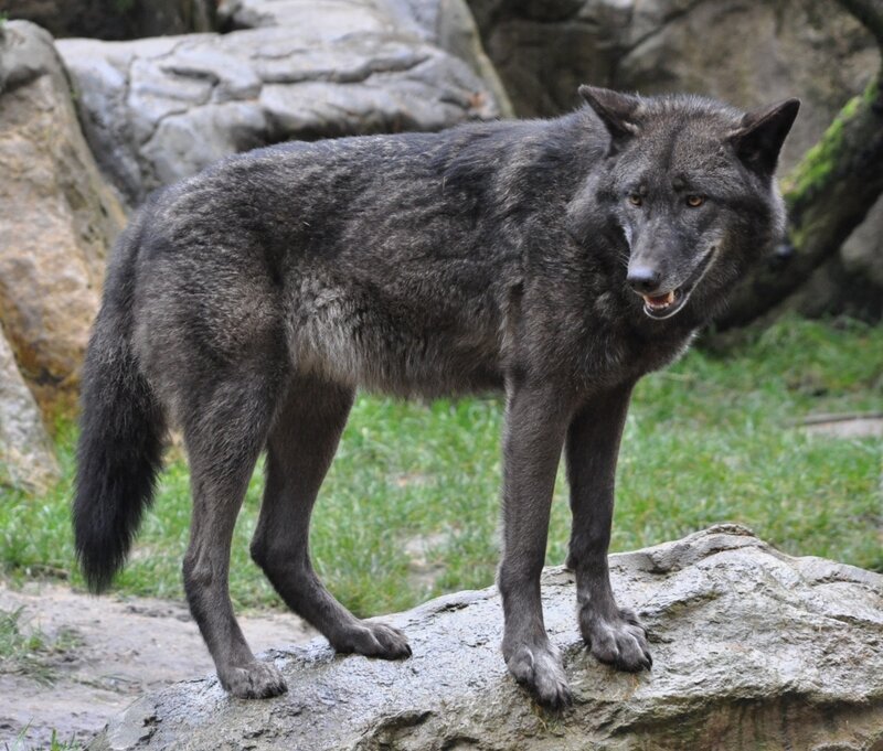 Black Wolf Standing on Rock