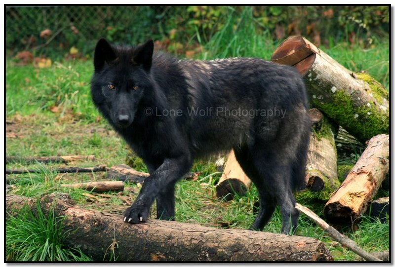 Black Wolf Standing