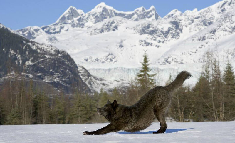 Black Wolf Stretching