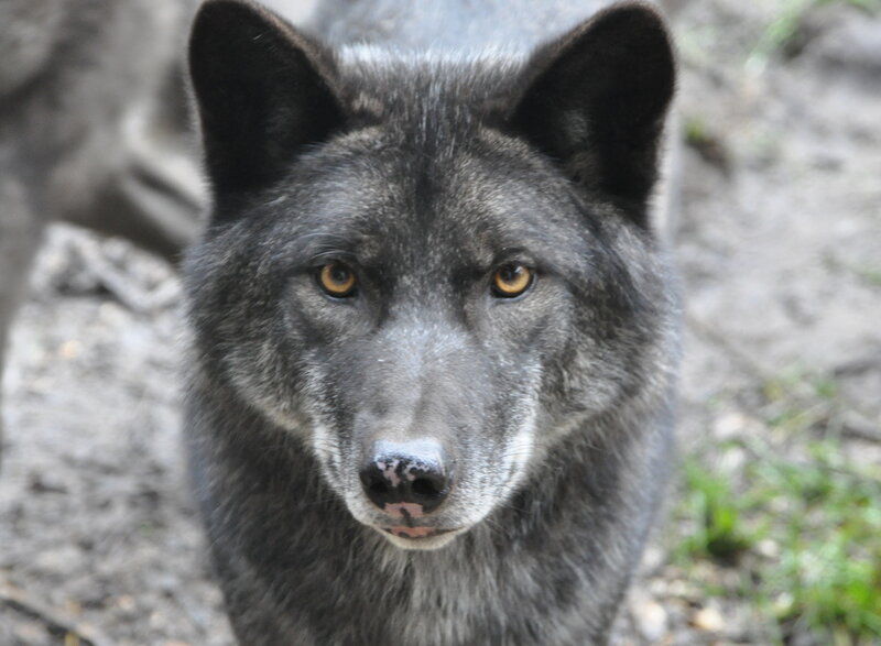 Black Wolf