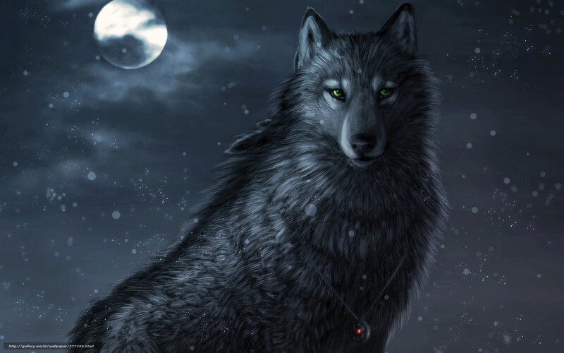 Black Wolf under Moon — Gray, Dramatic, Night