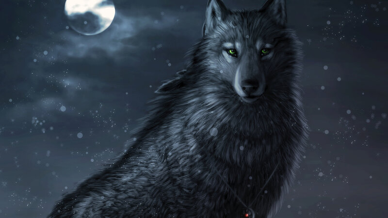 Black Wolf under Moon