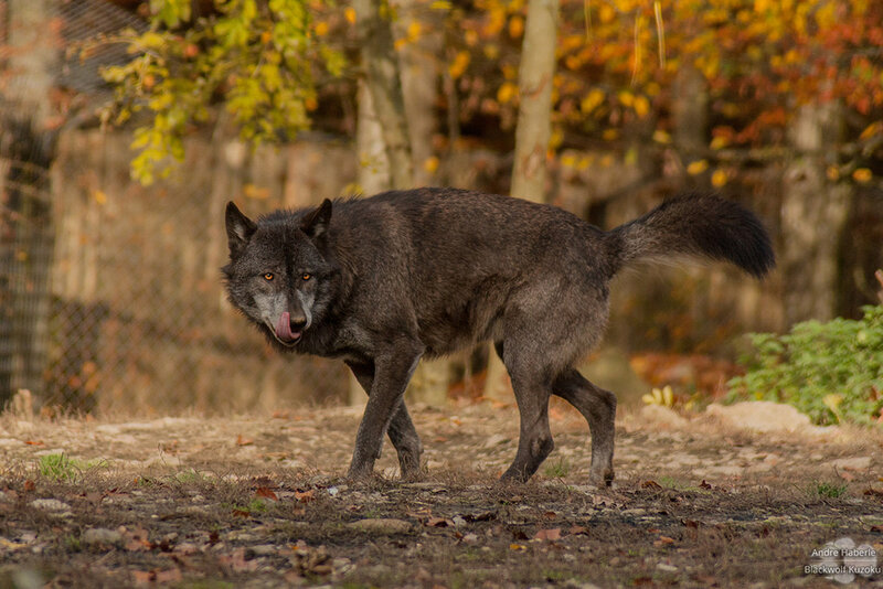 Black Wolf Walking — Brown, Natural