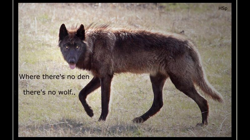 Black Wolf Walking — Brown, Neutral