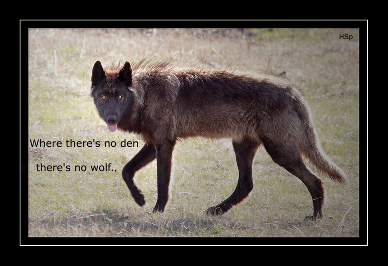 Black Wolf Walking — Brown