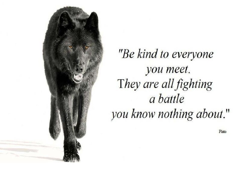 Black Wolf Walking — Serious