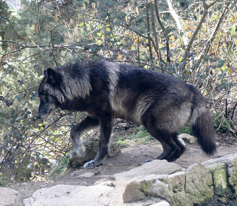 Black Wolf Walking