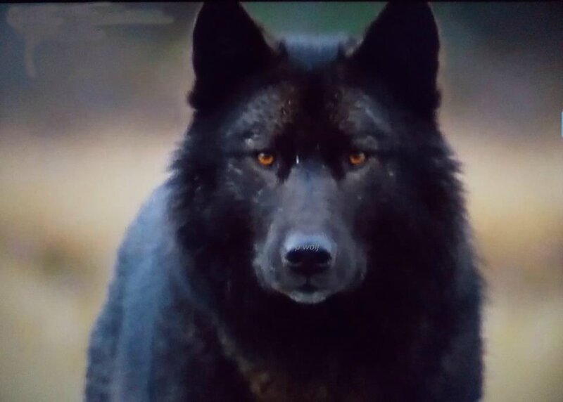 Black Wolf with Amber Eyes