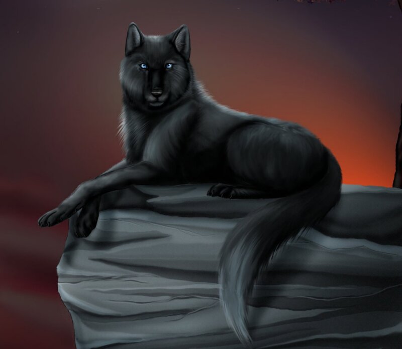 Black Wolf with Blue Eyes — Dramatic