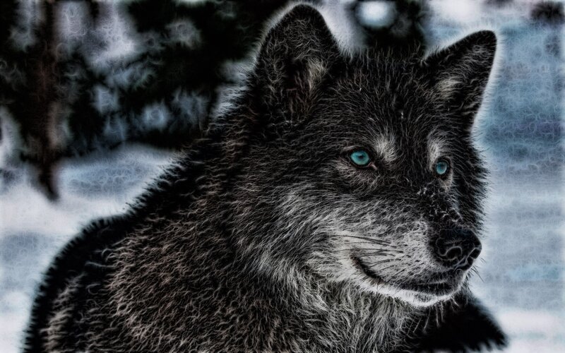 Black Wolf with Blue Eyes — Dramatic, Winter