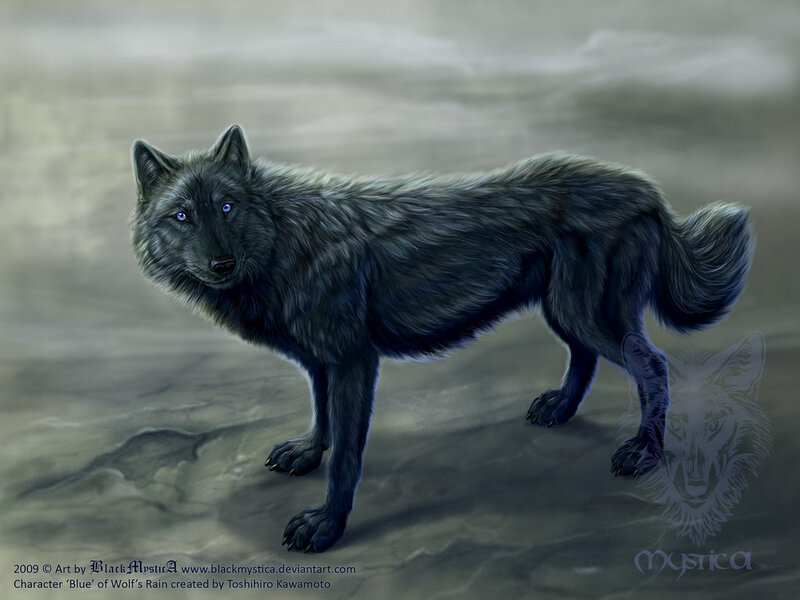 Black Wolf with Blue Eyes — Gray