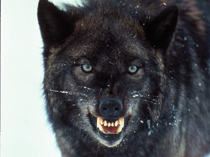 Black Wolf with Blue Eyes — Intense