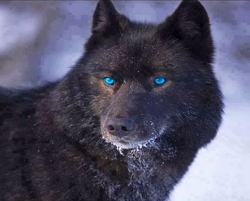 Black Wolf with Blue Eyes — Intense, Winter