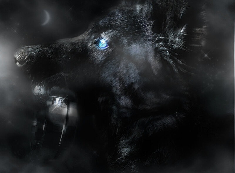 Black Wolf with Blue Eyes