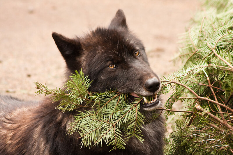 Black Wolf with Branches